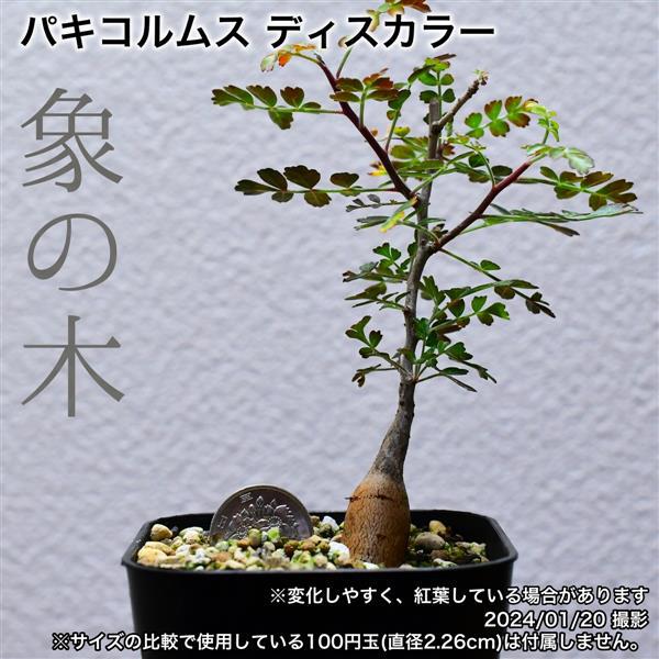 2M3 実生 象の木 パキコルムス ディスカラー コーデックス 塊根植物