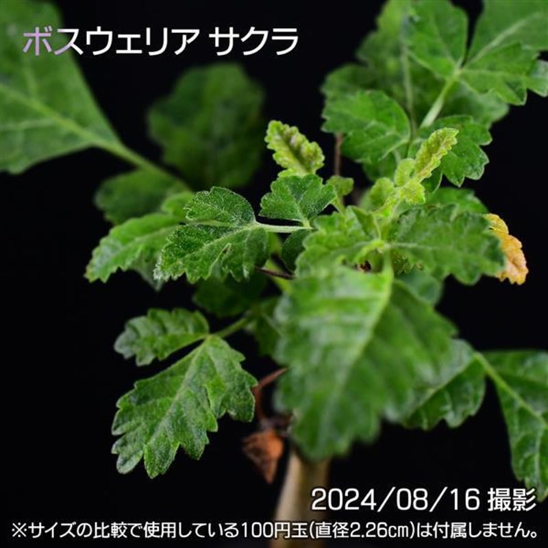 3E9 実生 ボスウェリア サクラ コーデックス 塊根植物 | 日日塊根