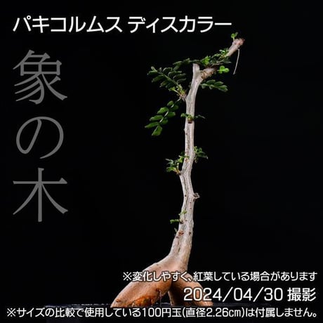 353 実生 象の木 パキコルムス ディスカラー コーデックス 塊根植物