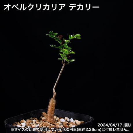 336 実生 オペルクリカリア デカリー コーデックス 塊根植物