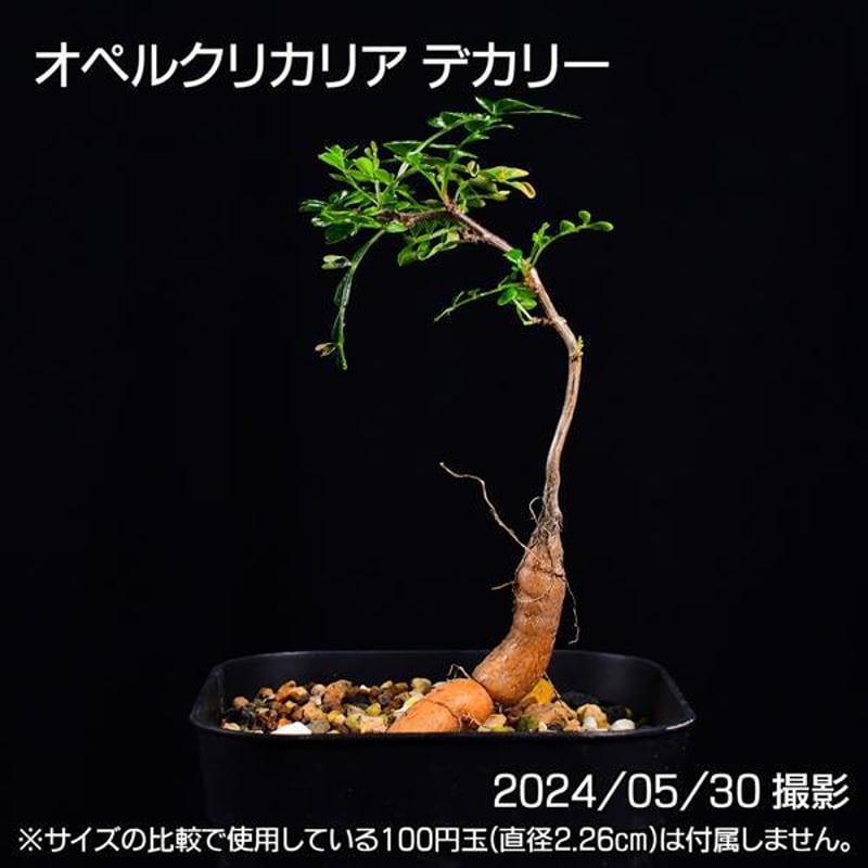 ② Operculicarya decaryi 【オペルクリカリア デカリー 根差し】