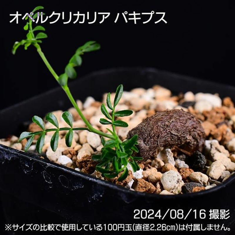 オペルクリカリアパキプス ボコ肌 太め パワータンク複数付き