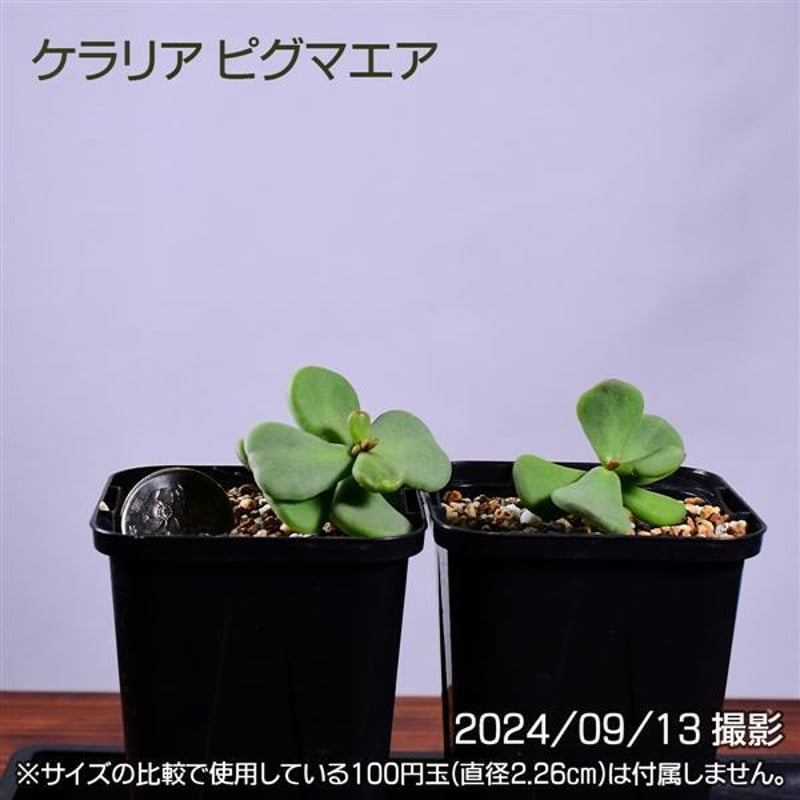 3GB 実生 2株セット ケラリア ピグマエア コーデックス 塊根植物 3GB 実生 2株セット ケラリア ピグマエア コーデックス 塊根植物
