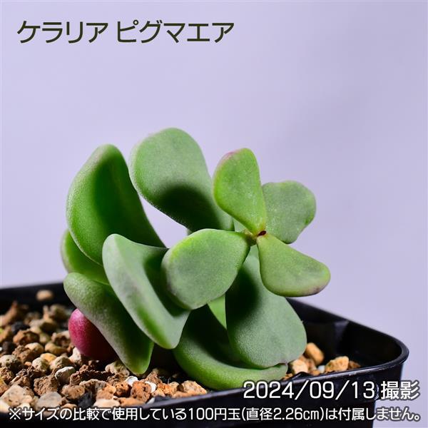 ケラリアピグマエア 種子 悦に入っ 10粒 α 塊根植物 コーデックス 多肉植物 