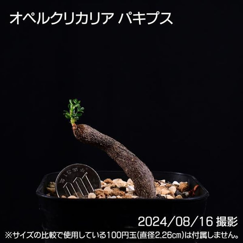 オペルクリカリア・パキプス2024-08 オペルクリカリア・パキプス2024-08