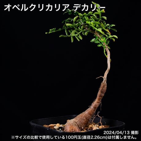 318 実生 オペルクリカリア デカリー コーデックス 塊根植物
