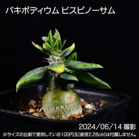 パキポディウム アンボンゲンセ 実生 多頭 実生 塊根植物 コーデックス