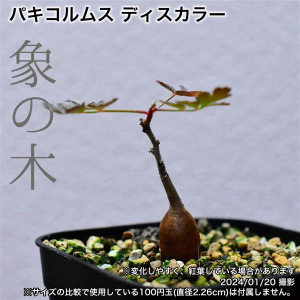 実生 パキコルムス ディスカラー 象の木 鉢付き - 塊根植物