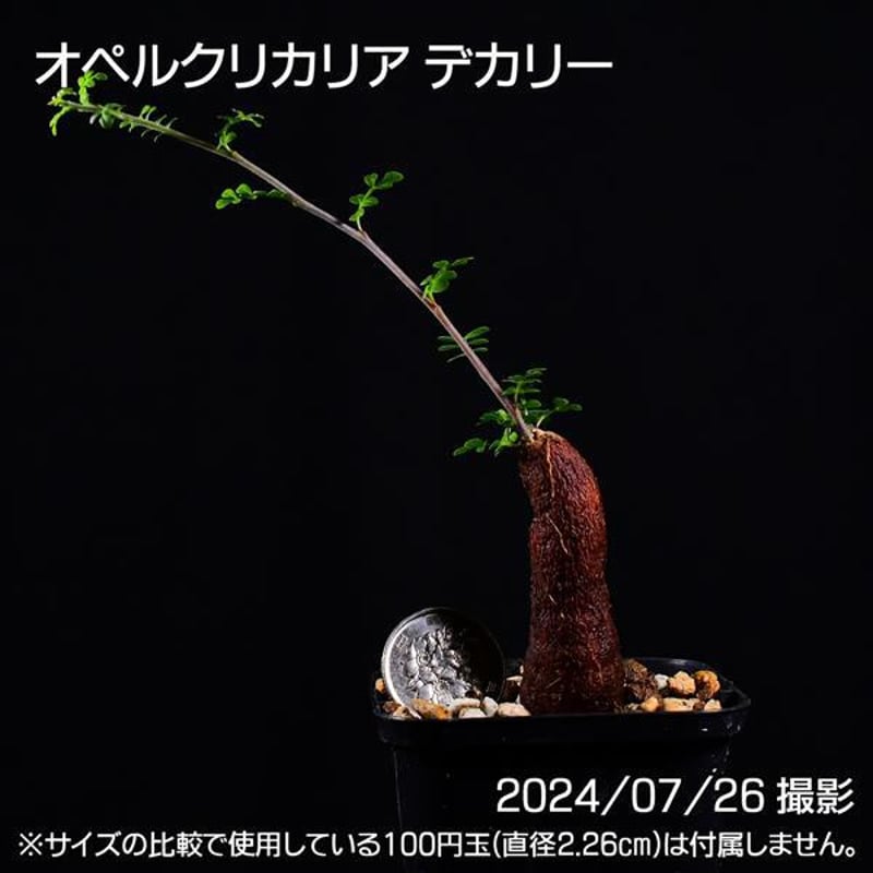 3D3 根挿し パワータンク オペルクリカリア デカリー コーデックス 塊根植物 | 日日塊根