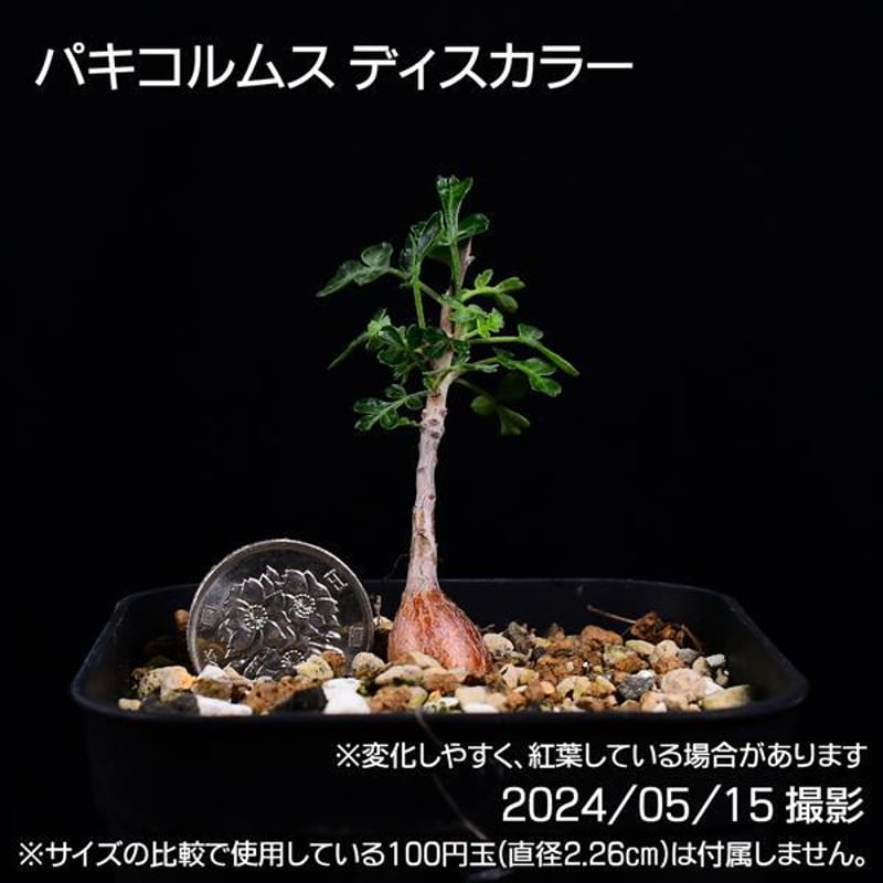 379 実生 象の木 パキコルムス ディスカラー コーデックス 塊根植物 | 日日塊根