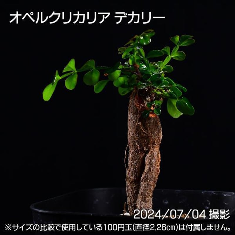 3C1 根挿し パワータンク オペルクリカリア デカリー コーデックス 塊根植物 | 日日塊根