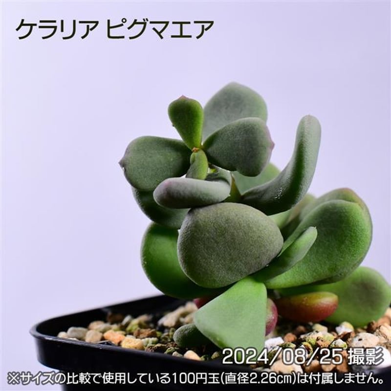 ケラリア ピグマエア 実生 塊根植物 ② - 植物/観葉植物