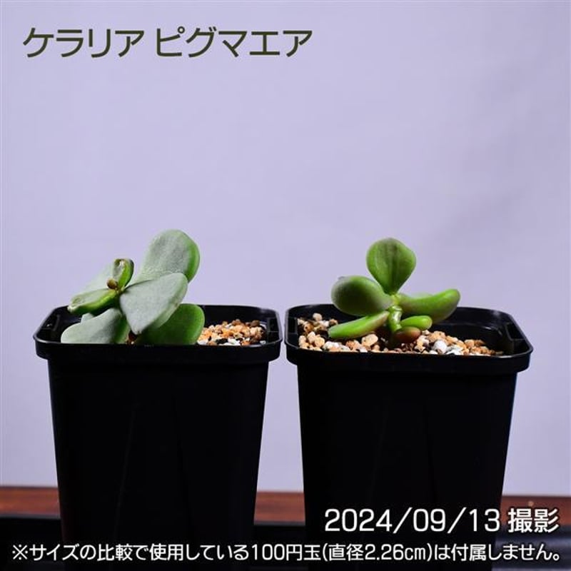 3GB 実生 2株セット ケラリア ピグマエア コーデックス 塊根植物 3GB 実生 2株セット ケラリア ピグマエア コーデックス 塊根植物