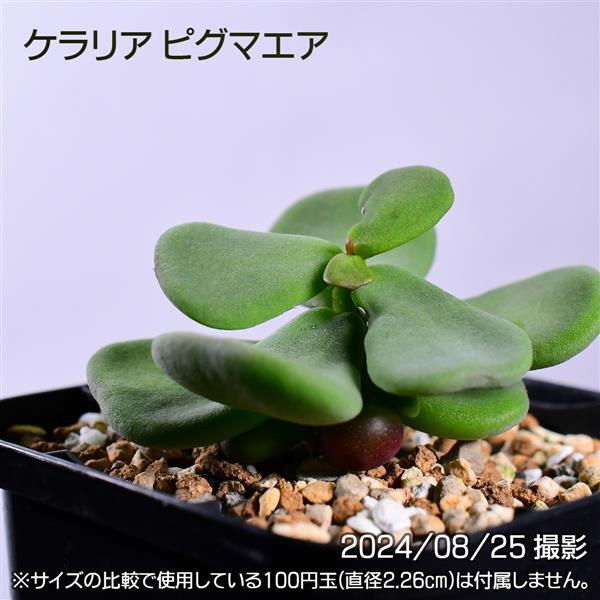 ビカクシダ☆alcicorne
