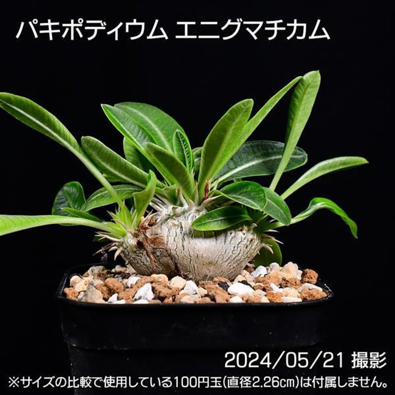 387 実生 パキポディウム エニグマチカム コーデックス 塊根植物 | 日  