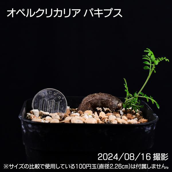 良樹形 実生 オペルクリカリア ヒファエノイデス 大きめ パワー 良樹形 実生 オペルクリカリア ヒファエノイデス 大きめ パワー