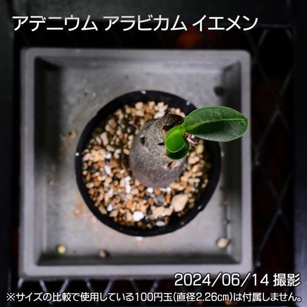 3AD 実生 アデニウム アラビカム イエメン コーデックス 塊根植物 | 日日塊根