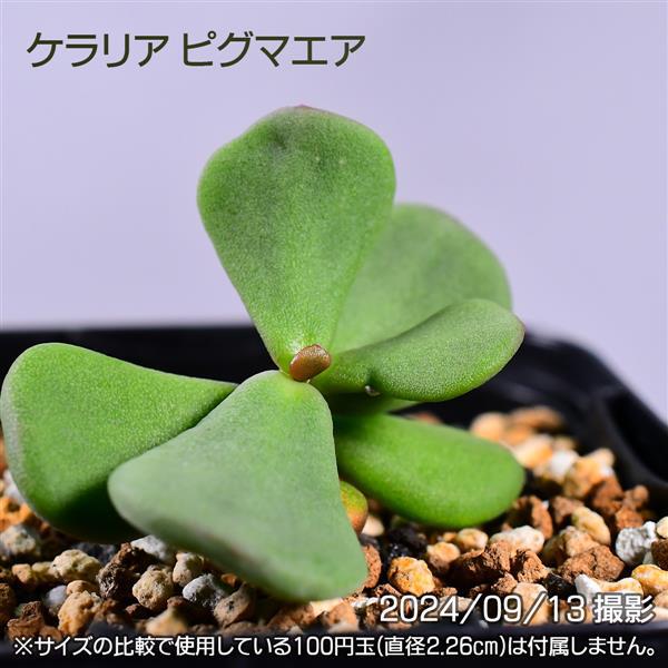 3GB 実生 2株セット ケラリア ピグマエア コーデックス 塊根植物 3GB 実生 2株セット ケラリア ピグマエア コーデックス 塊根植物