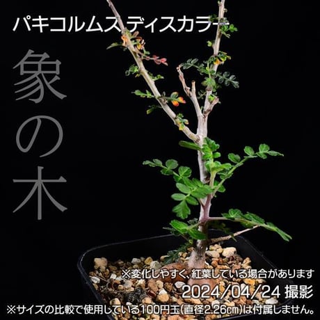 34D 実生 象の木 パキコルムス ディスカラー コーデックス 塊根植物