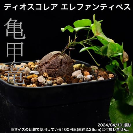 30B 実生 亀甲竜 ディオスコレア エレファンティペス コーデックス 塊根植物