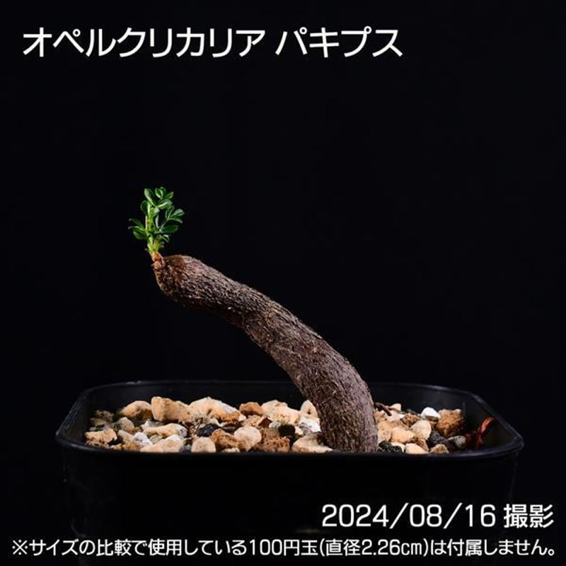 パキプス 盆栽仕立て コーデックス 塊根植物 (コーデックスの パキプス 盆栽仕立て コーデックス 塊根植物 (コーデックスの