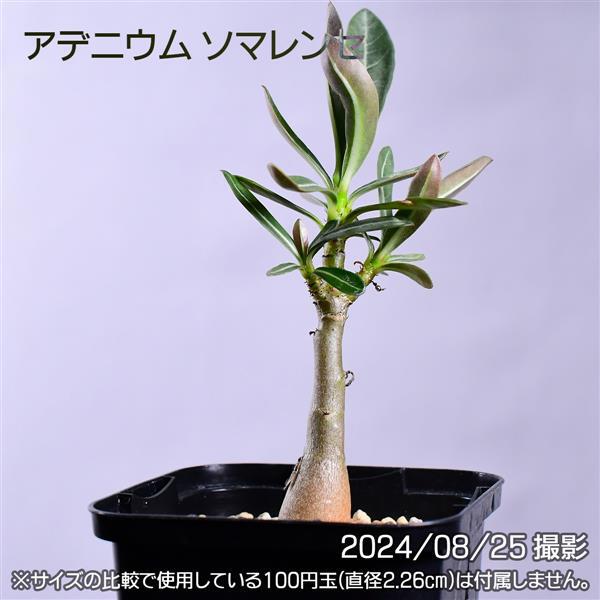 3F9 実生 2株セット アデニウム ソマレンセ コーデックス 塊根植物 | 日日塊根