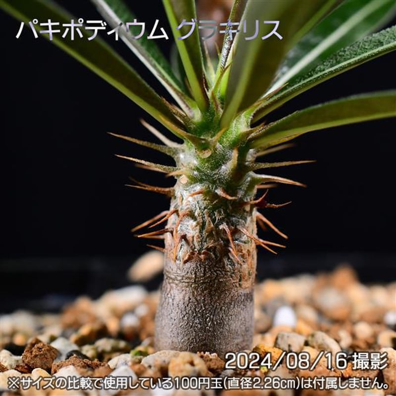 2024年実生パキポディウム グラキリウス14株セット