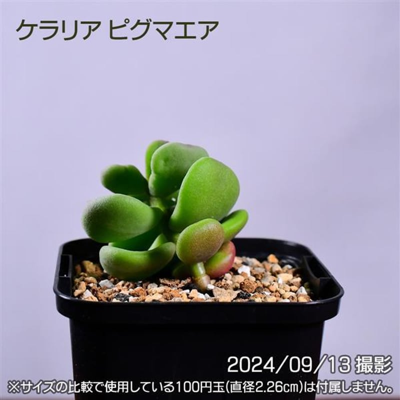 3GC 実生 ケラリア ピグマエア コーデックス 塊根植物 | 日日塊根 