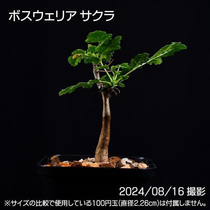 3E9 実生 ボスウェリア サクラ コーデックス 塊根植物 | 日日塊根 3E9 実生 ボスウェリア サクラ コーデックス 塊根植物 | 日日塊根