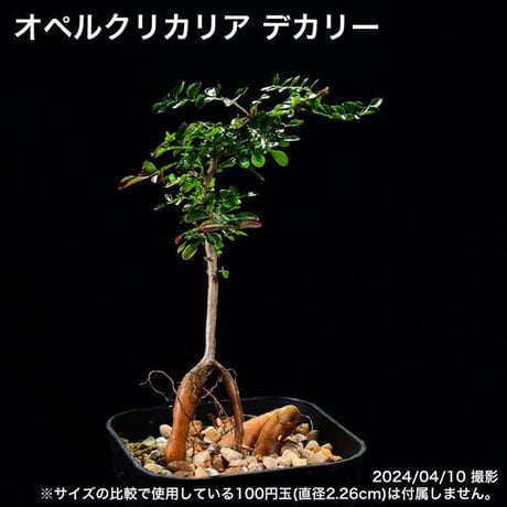 306 実生 オペルクリカリア デカリー コーデックス 塊根植物