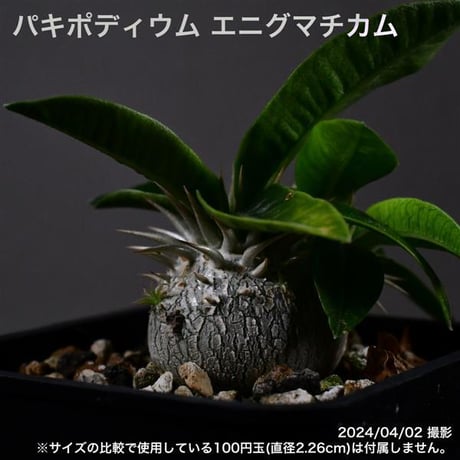 2YC 実生 パキポディウム エニグマチカム コーデックス 塊根植物