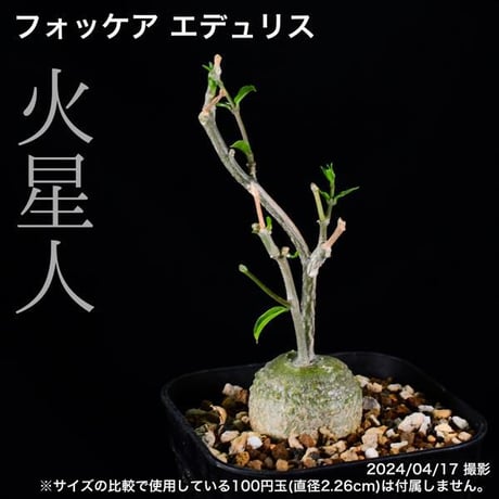 33B 実生 火星人 フォッケア エデュリス コーデックス 塊根植物