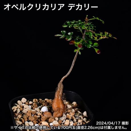 337 実生 オペルクリカリア デカリー コーデックス 塊根植物