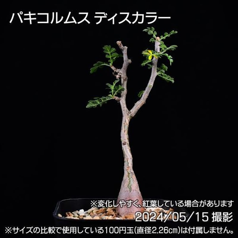 37C 実生 象の木 パキコルムス ディスカラー コーデックス 塊根植物 | 日日塊根