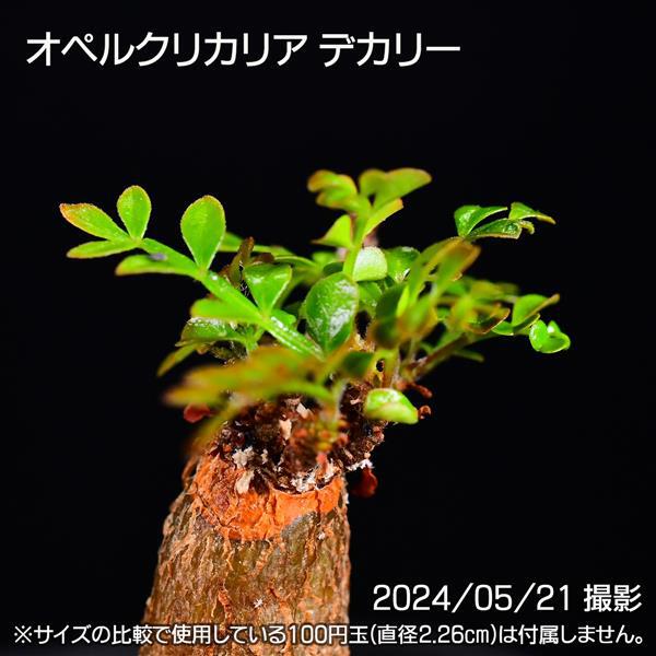 お盆休み特価！ 超希少 オペルクリカリア ムルチジュガ パワータンク パキプス お盆休み特価！ 超希少 オペルクリカリア ムルチジュガ パワー