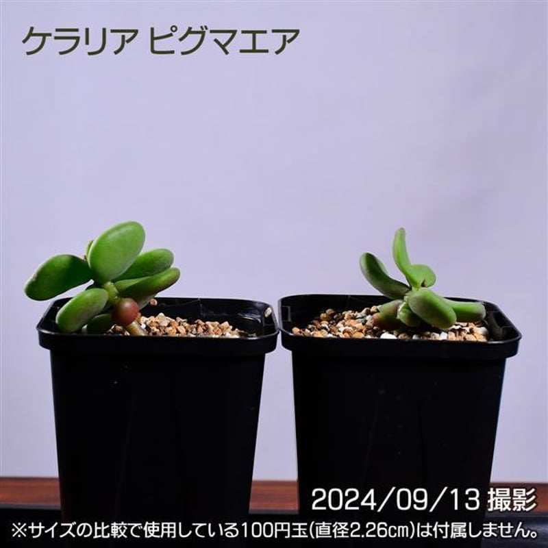 3GB 実生 2株セット ケラリア ピグマエア コーデックス 塊根植物 3GB 実生 2株セット ケラリア ピグマエア コーデックス 塊根植物
