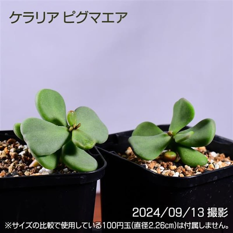 3GB 実生 2株セット ケラリア ピグマエア コーデックス 塊根植物 3GB 実生 2株セット ケラリア ピグマエア コーデックス 塊根植物