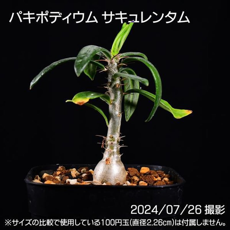 3DE 実生 天馬空 パキポディウム サキュレンタム コーデックス 塊根植物 | 日日塊根