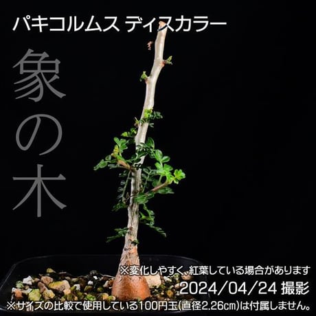 34C 実生 象の木 パキコルムス ディスカラー コーデックス 塊根植物