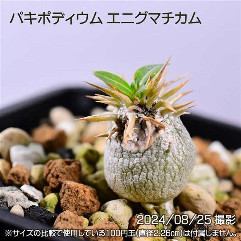 パキポディウム エニグマチカムの実生株2株セット （ザ
