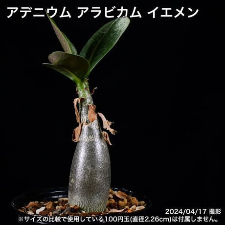 339 実生 アデニウム アラビカム イエメン コーデックス 塊根植物