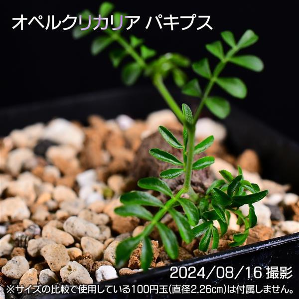 オペルクリカリア・パキプス2024-08 オペルクリカリア・パキプス2024-08