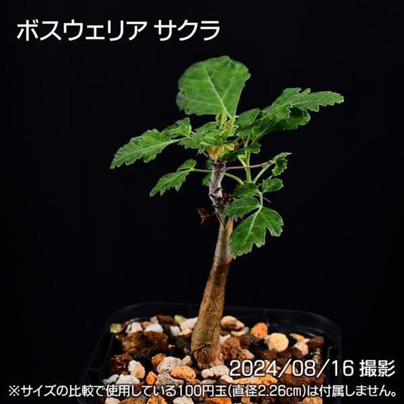 ボスウェリアサクラ実生　3 ボスウェリア サクラ 実生③ タイムラプス 冬に温室内で成長