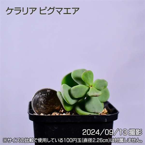 3GC 実生 ケラリア ピグマエア コーデックス 塊根植物 | 日日塊根 