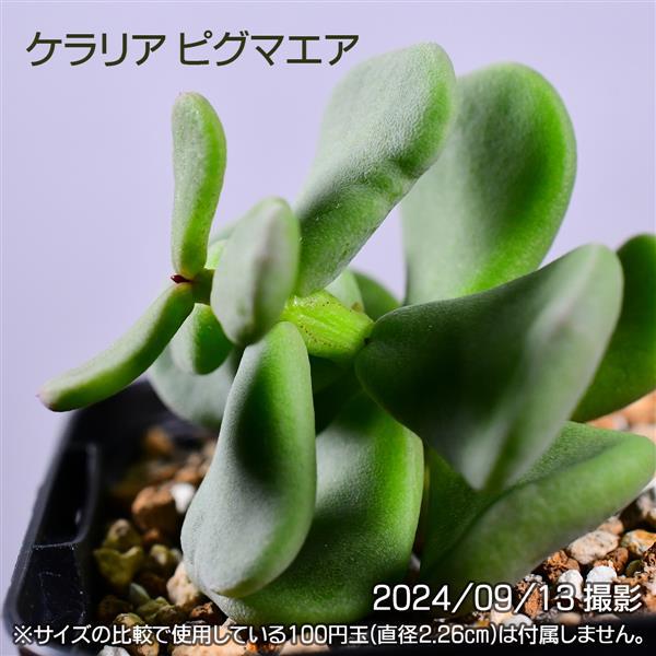 粒状葉綴化ケラリア ピグマエア多肉植物塊根植物実生