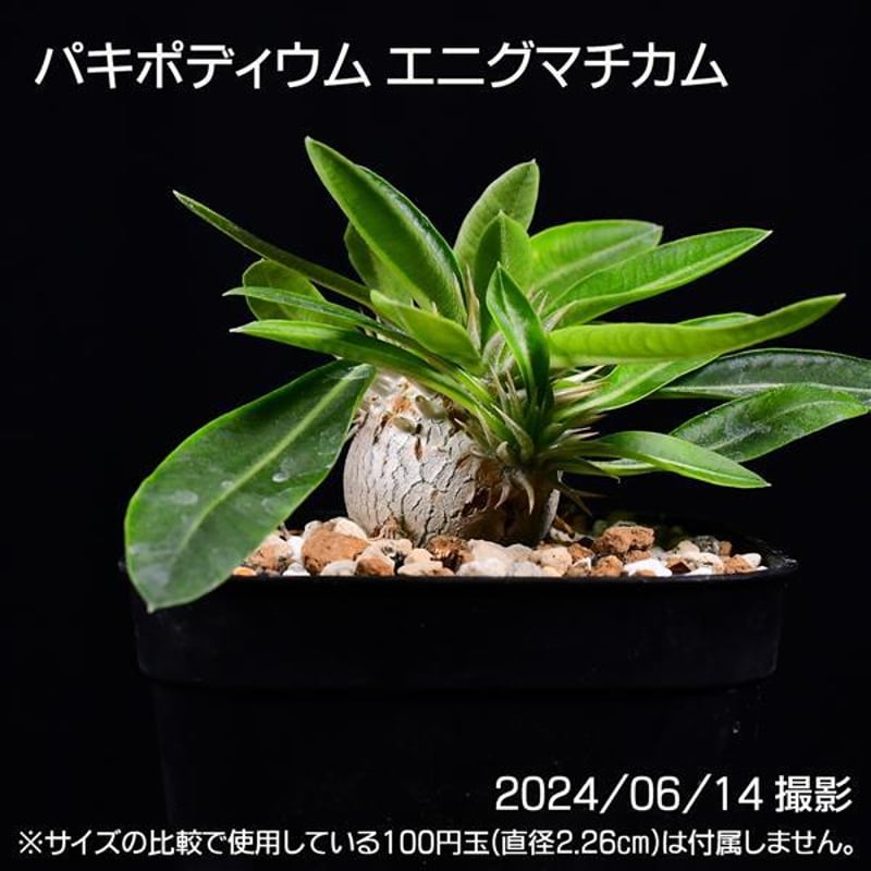 最終値下げ パキポディウム エニグマチカム 柔らかかっ 現地球 発根済  