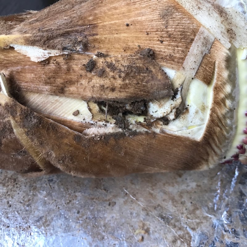 訳あり】福岡県北九州市 合馬産 生タケノコ 4kg【傷あり】 | 筍菜