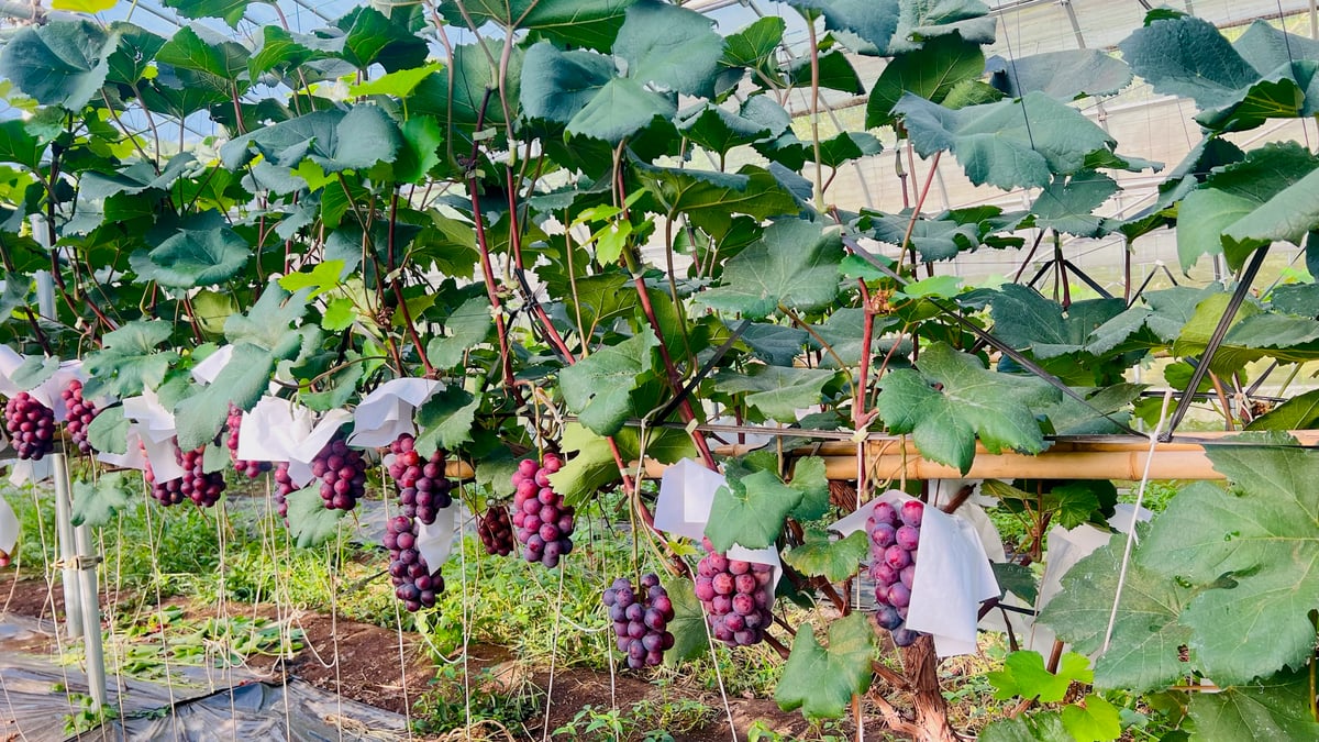 ぶどう シャインマスカット1房 BKシードレス1房 約1キロ | （株）高倉