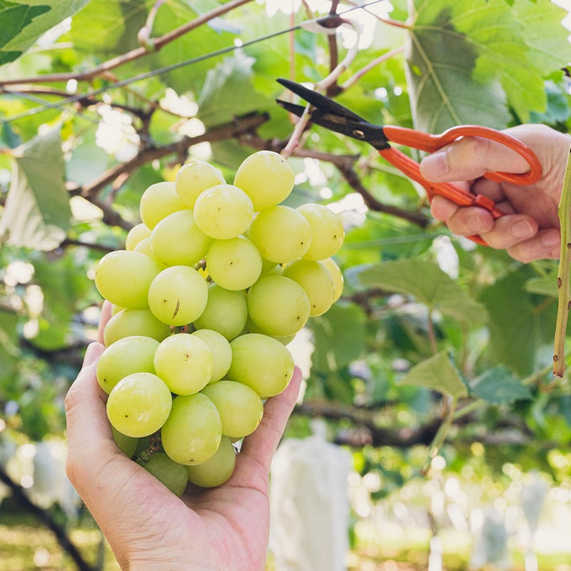 輝く黄緑の宝石 岡山県産シャインマスカット(300g～500g) 3～4房程度