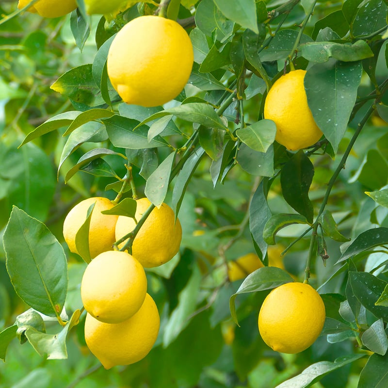 レモン お料理にも】フレッシュで高糖度 瀬戸田レモン3kg 12月より受付開始